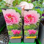 Pivónia drevitá (Paeonia suffruticosa) ‘YIN HONG QIAO DUI’– výška 30–40 cm, kont. C2L